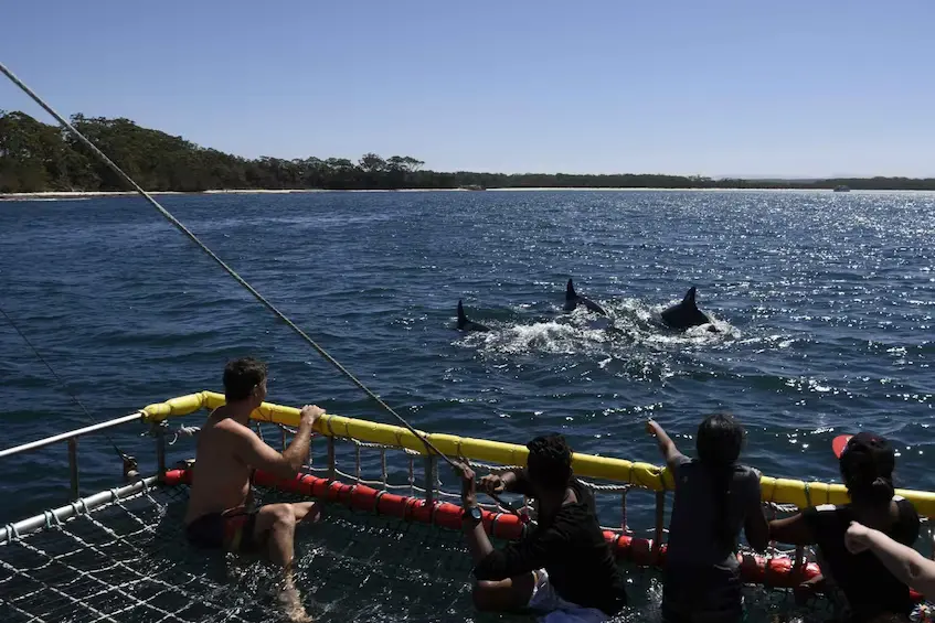 Dolphin Boom Netting Jervis Bay