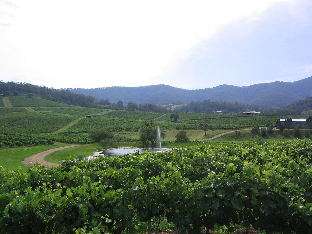 Hunter Valley vineyard