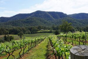 Hunter Valley Vineyard