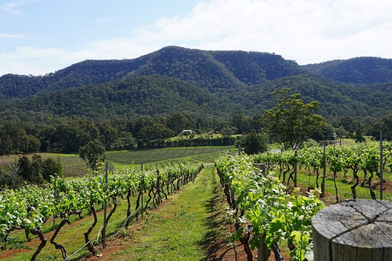 Hunter Valley Vineyard