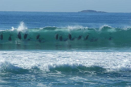 dolphins in a surf wave at port stephens