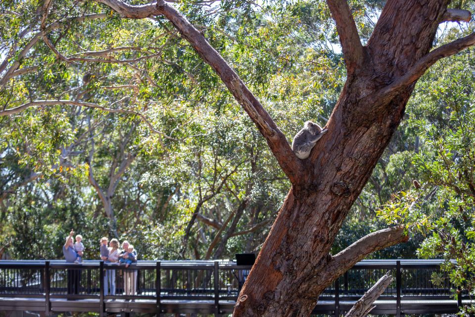 port stephens koala sanctuary