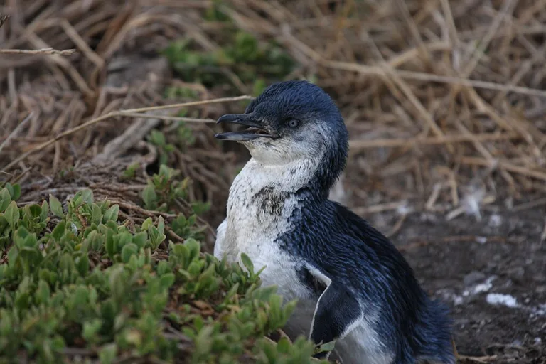 penguins on phillip island