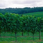 Mornington Peninsula Vineyard