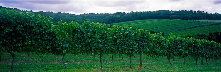 Mornington Peninsula Vineyard