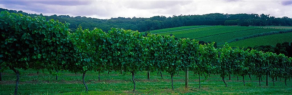 Mornington Peninsula Vineyard