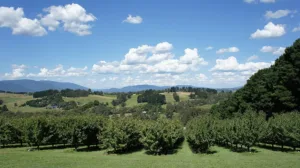 Yarra Valley vineyard