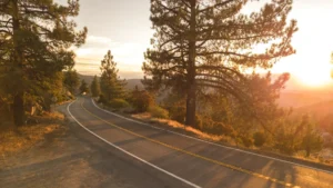 concrete road between trees