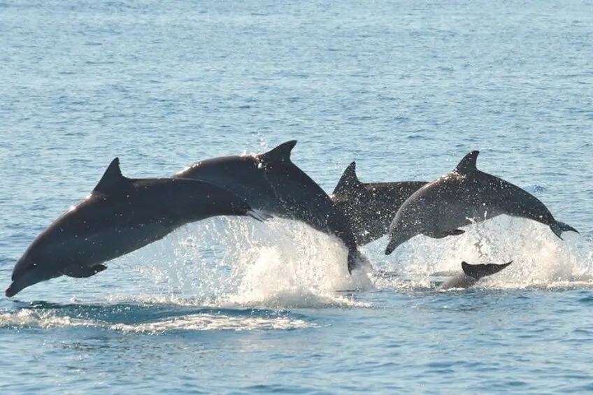 Dolphins leap out of the water together, splashing through the ocean near Fraser Island. The wildlife encounter adds a memorable nature experience to a Fraser Island family holiday.