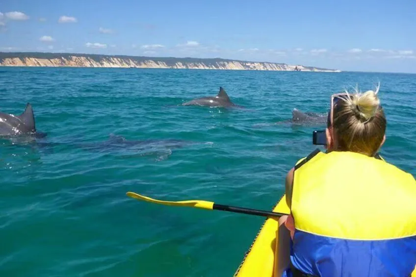 Dolphin kayak adventure jpg