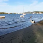Pelican on the edge of Noosa River