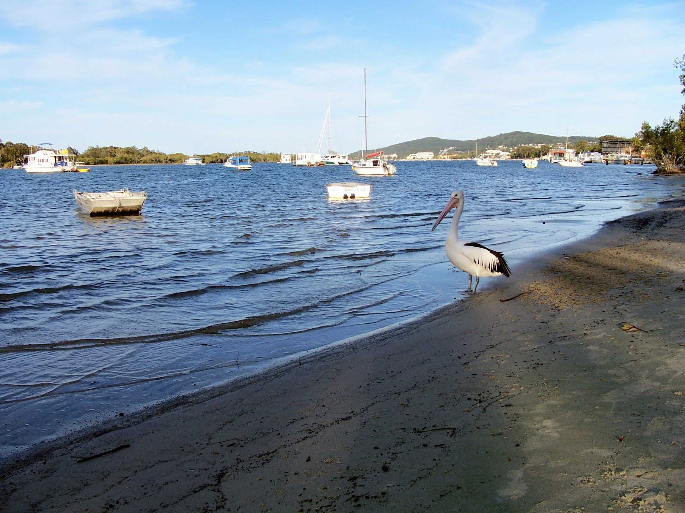 Pelican on the edge of Noosa River
