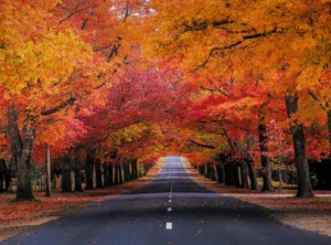 honour avenue macedon ranges