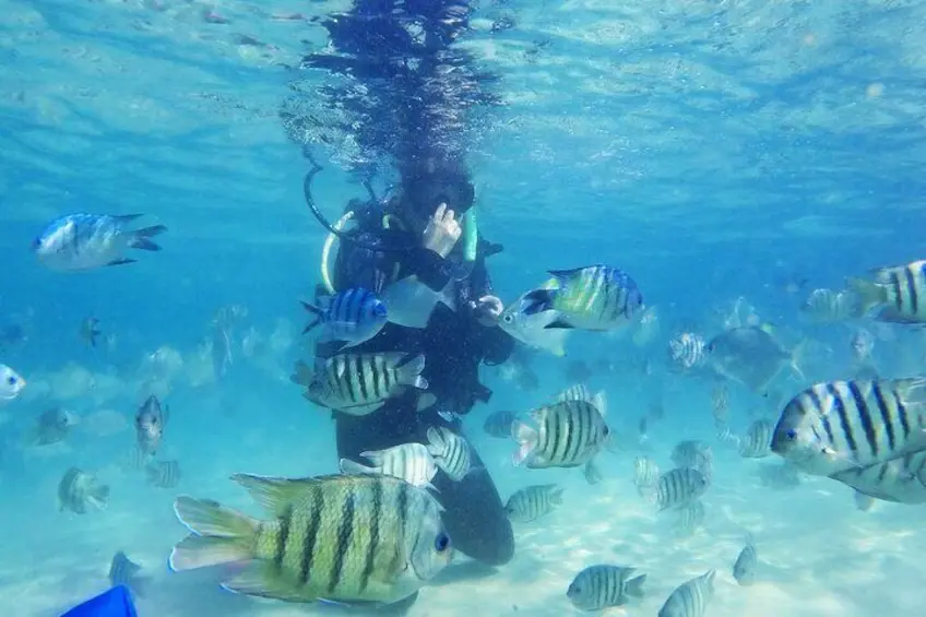 Person scuba diving amongst fish off Moreton island