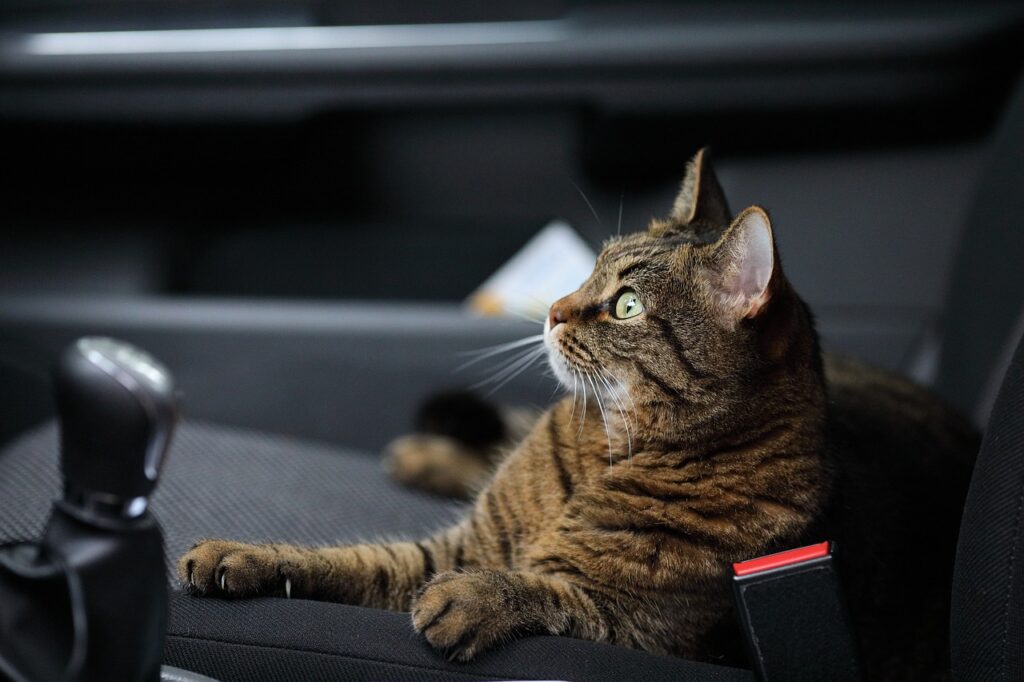 cat on car seat
