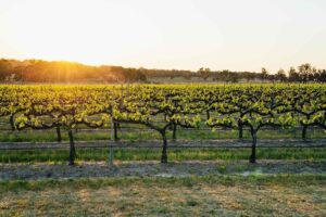 Sun setting over Granite Belt winery