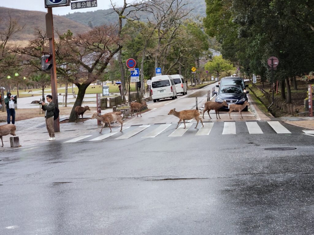 Nara Deer park