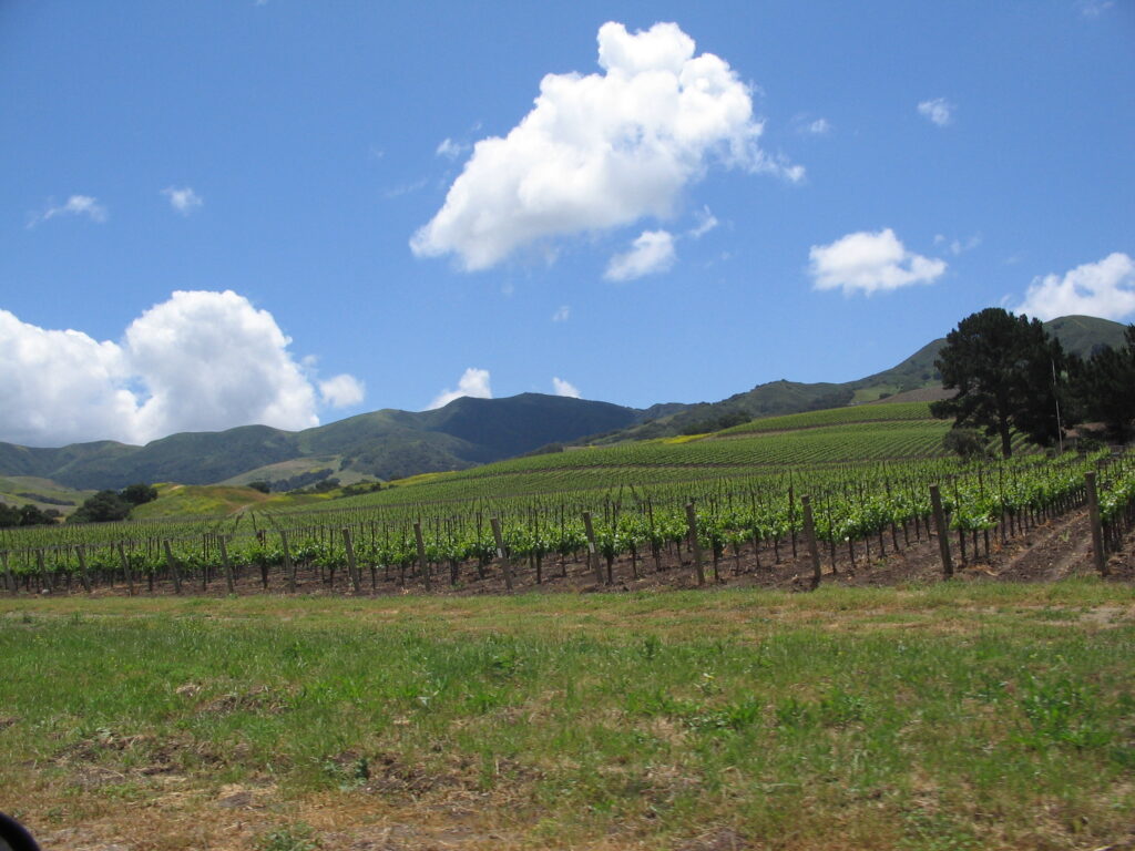 Santa_Ynez_Valley vineyards