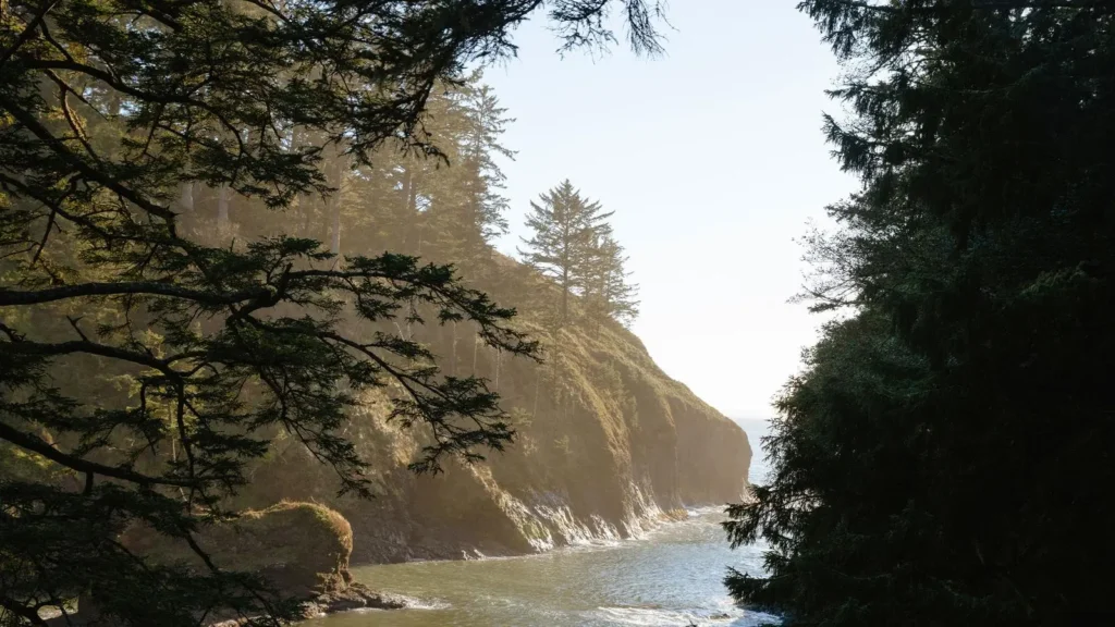 A serene coastal scene framed by evergreen tree branches. Sunlight filters through the trees, casting a golden glow on the rugged cliffs and the calm water below. The misty horizon gives a dreamy and tranquil atmosphere to the secluded cove.