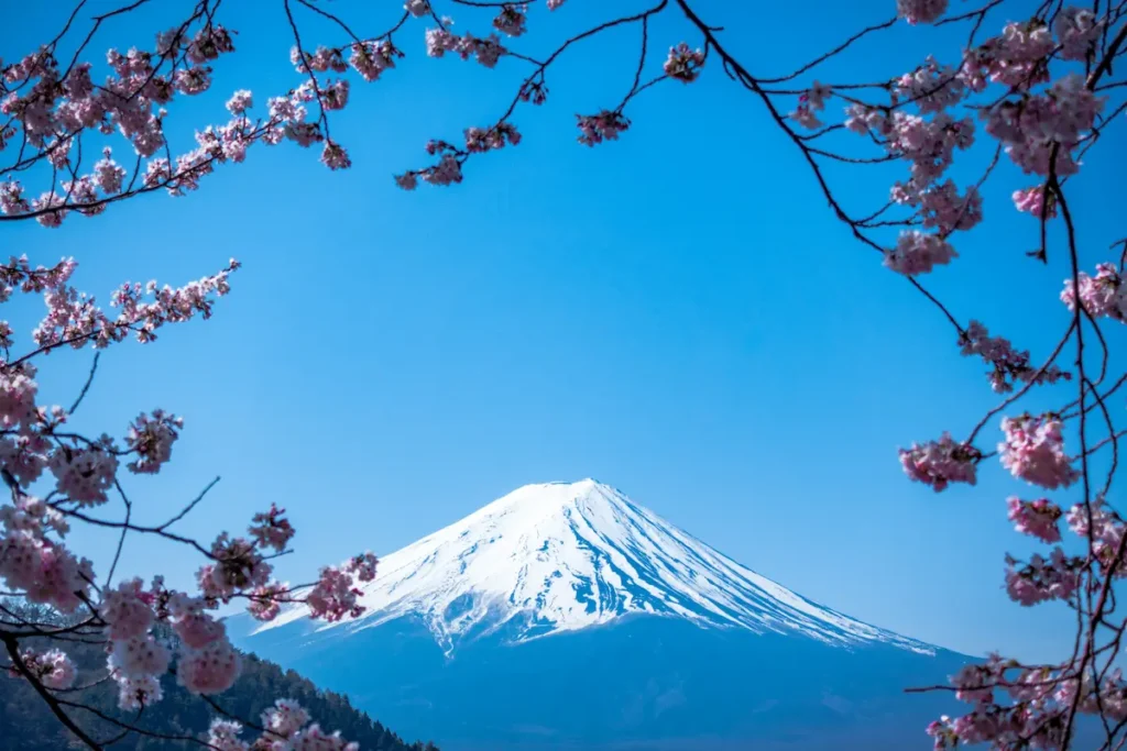 Snow covered Mount Fuji rises beneath a clear blue sky, framed by cherry blossom branches in the foreground. The image reflects Cherry Blossom Season in Japan, highlighting the contrast between pink blossoms and the iconic mountain.