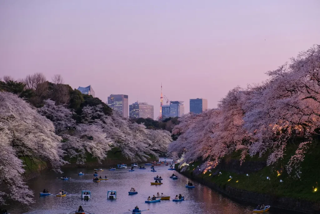 A river lined with cherry blossom trees glows with soft pink tones at dusk as small boats float along the water. The view shows Cherry Blossom Season in Japan with blooming trees leading toward a distant city skyline.