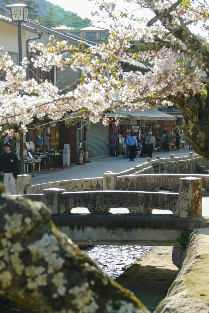 Tourists, including families, stroll past traditional shops beneath blooming cherry trees in a quaint Japanese town. This charming street scene highlights the cultural appeal of family-friendly cherry blossom trips in Japan.