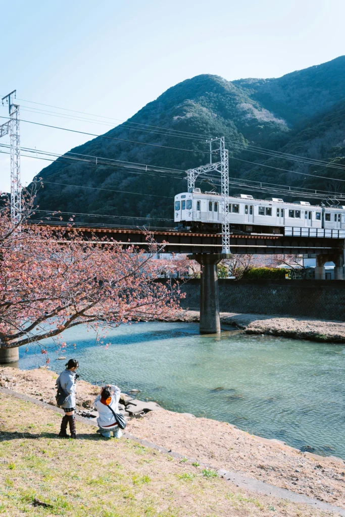 A family enjoys the riverside view under budding cherry blossoms as a local train crosses a bridge with forested mountains in the background. This peaceful setting captures the essence of family-friendly cherry blossom trips in Japan.