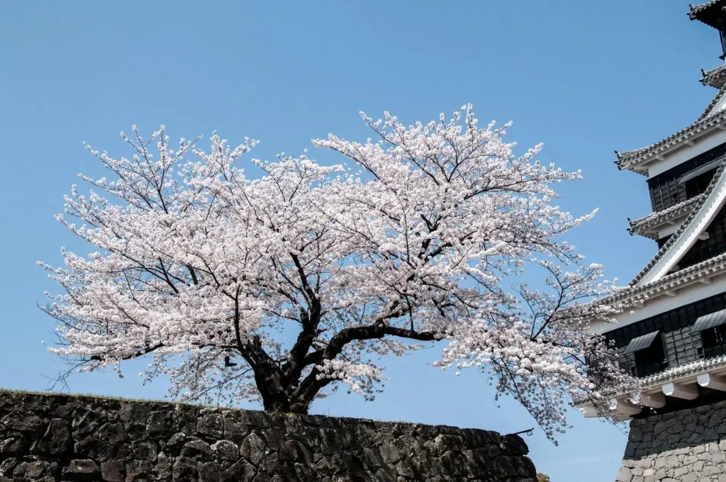 Cherry blossoms in Japan during spring