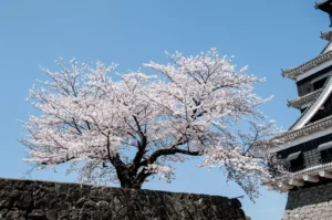 Cherry blossoms in Japan during spring