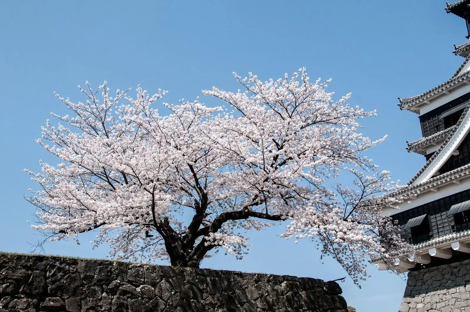Cherry blossoms in Japan during spring