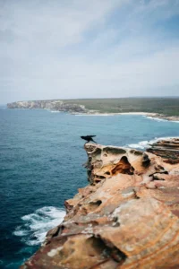 Black bird perched on a rugged sandstone cliff overlooking the ocean and dramatic coastline in Royal National Park. The striking cliff top views showcase the wild beauty of a Royal National Park family holiday.