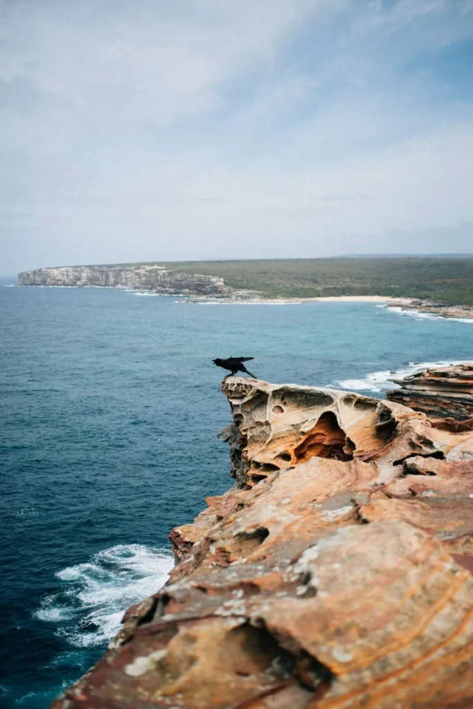 Black bird perched on a rugged sandstone cliff overlooking the ocean and dramatic coastline in Royal National Park. The striking cliff top views showcase the wild beauty of a Royal National Park family holiday.