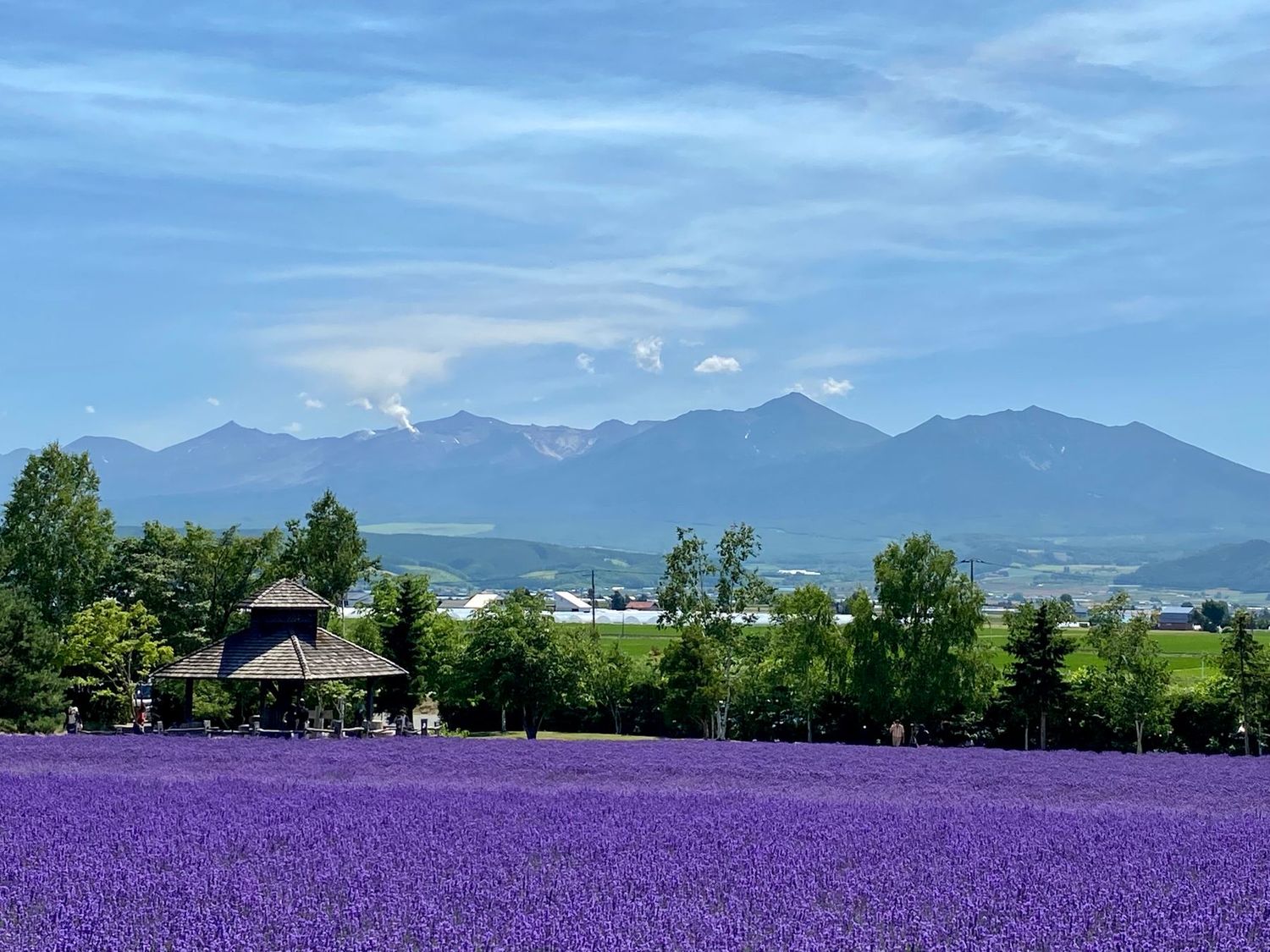 Lavender fields and mountains at Furano, Hokkaido in summer