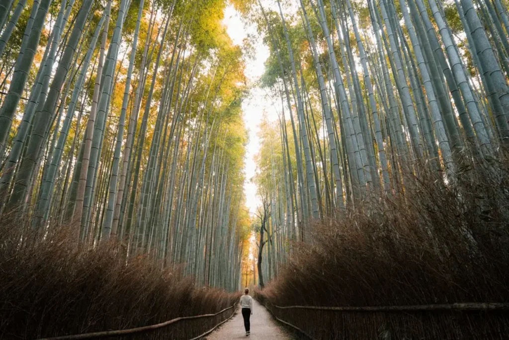Japan Land of the Rising Sun guided tour